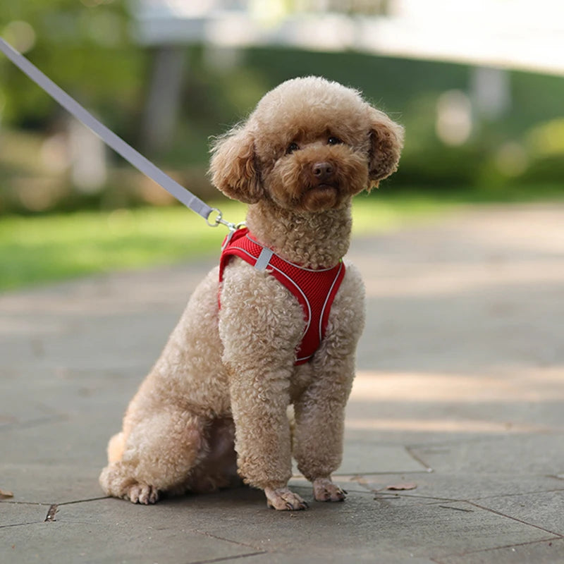 Adjustable Pet Harness Set