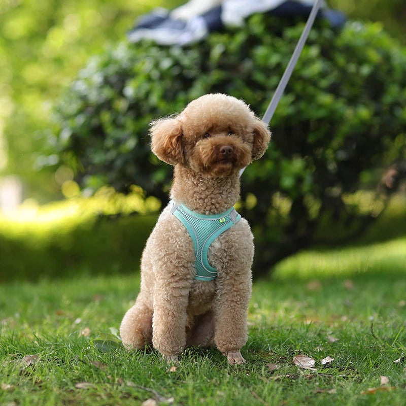 Adjustable Pet Harness Set