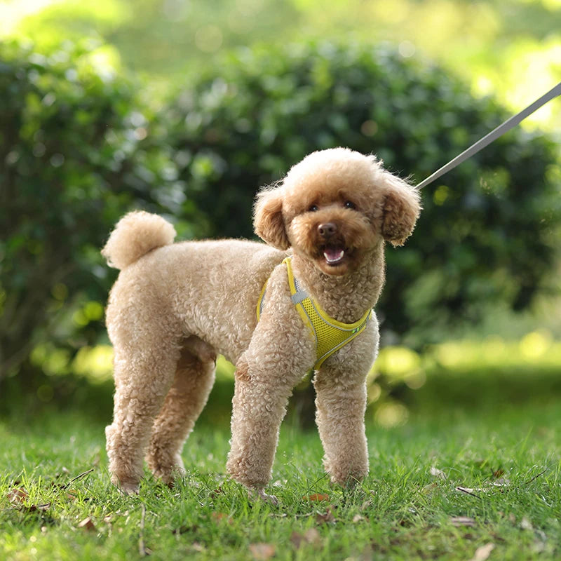 Adjustable Pet Harness Set