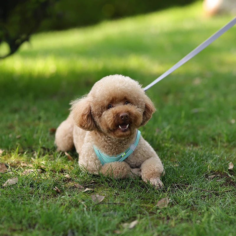 Adjustable Pet Harness Set