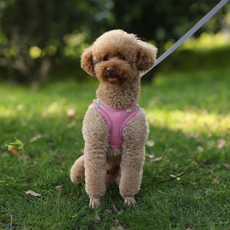 Adjustable Pet Harness Set