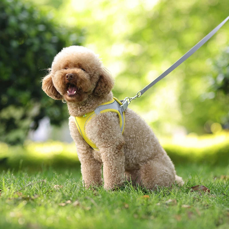 Adjustable Pet Harness Set