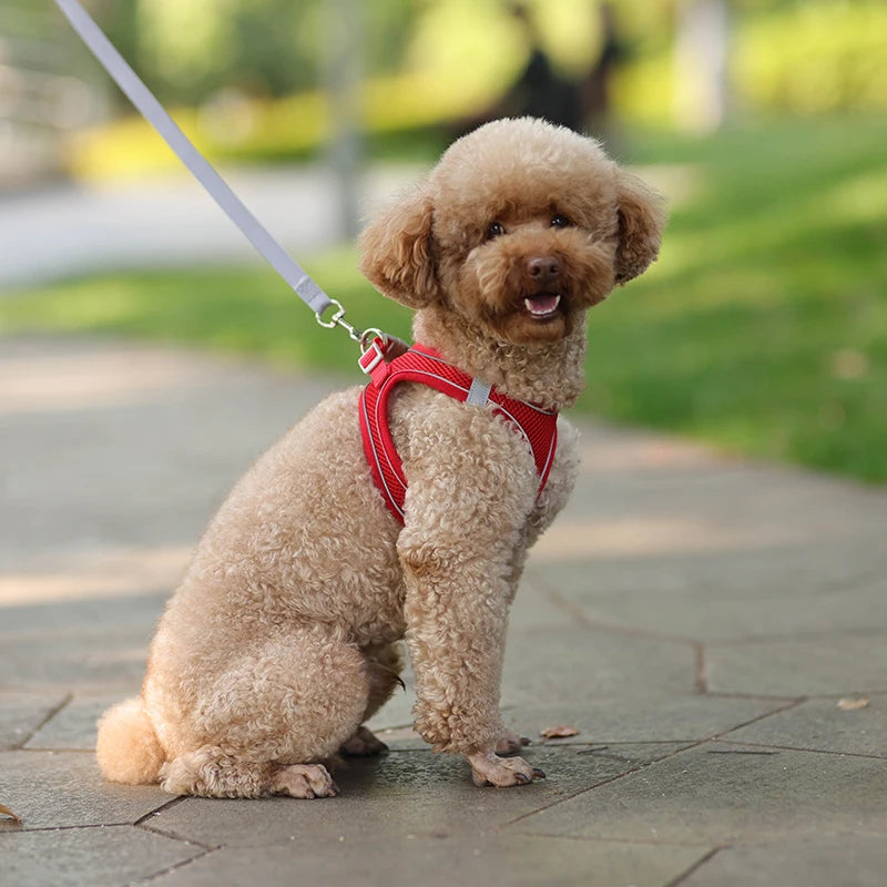 Adjustable Pet Harness Set