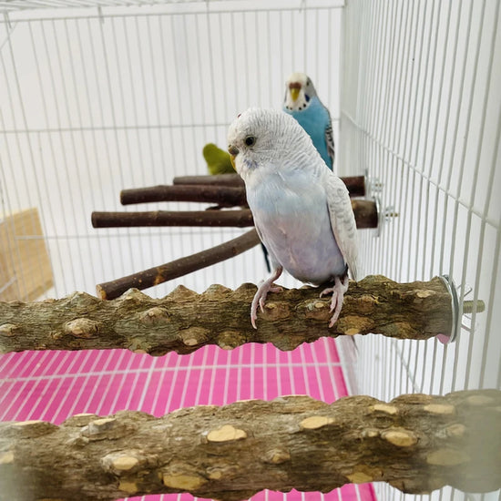 Natural Wood Bird Perch